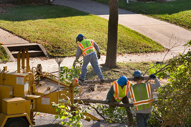 Tree and Shrub Care in Carrier Mills, IL